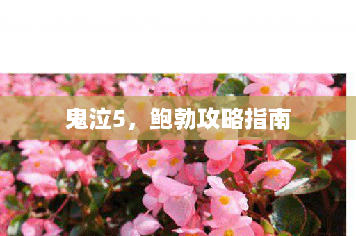 鲍勃攻略指南图片