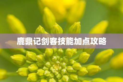 鹿鼎记剑客技能加点攻略 鹿鼎记剑客技能加点攻略