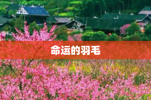命运的羽毛图片