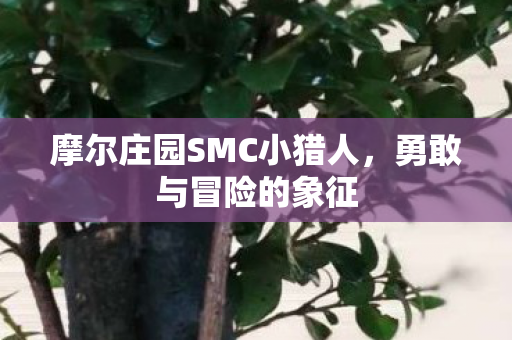 摩尔庄园SMC小猎人图片