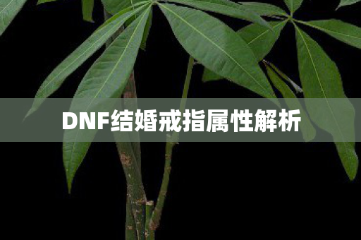 DNF结婚戒指属性解析图片