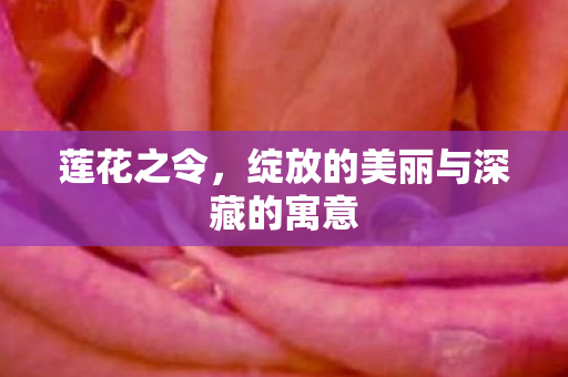 绽放的美丽与深藏的寓意图片