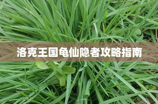 洛克王国龟仙隐者攻略指南图片