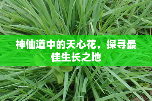神仙道中的天心花图片