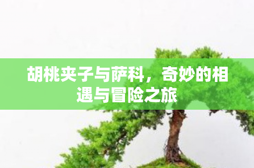 奇妙的相遇与冒险之旅图片