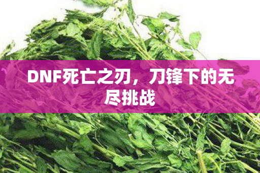 刀锋下的无尽挑战图片