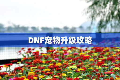 DNF宠物升级攻略图片
