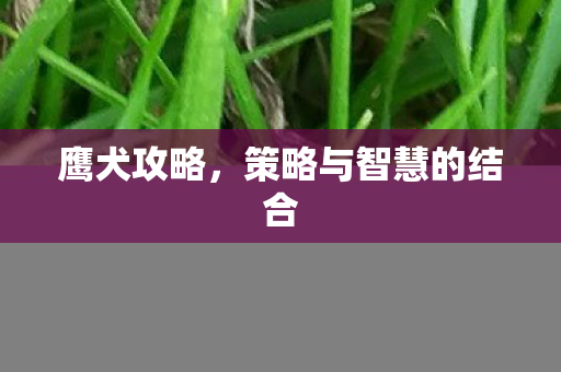 策略与智慧的结合图片