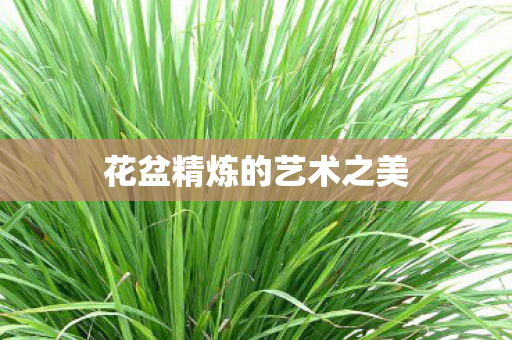花盆精炼的艺术之美图片