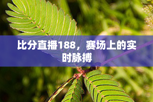 比分直播188，赛场上的实时脉搏