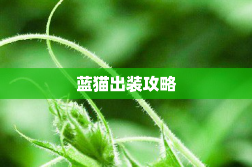 蓝猫出装攻略图片