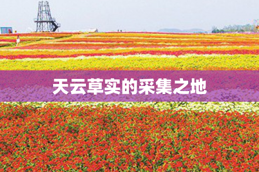 天云草实的采集之地图片