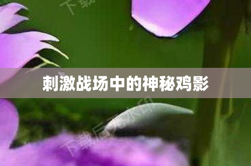 刺激战场中的神秘鸡影图片