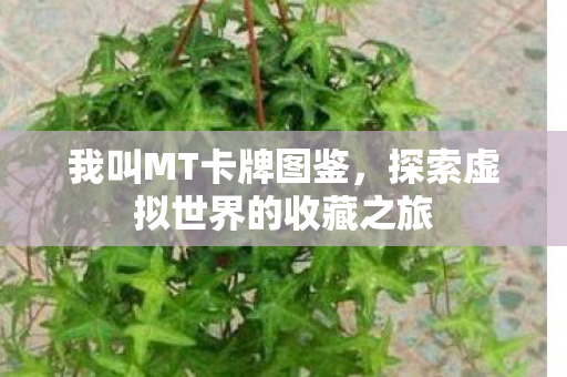 探索虚拟世界的收藏之旅图片