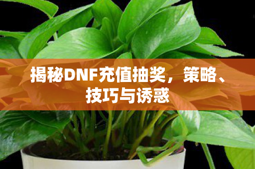 揭秘DNF充值抽奖图片