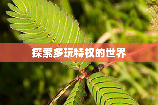 探索多玩特权的世界图片