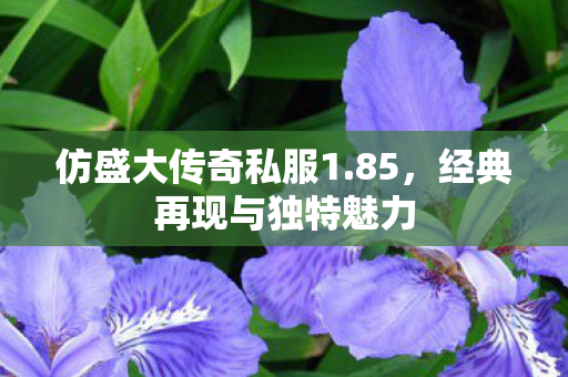 经典再现与独特魅力图片