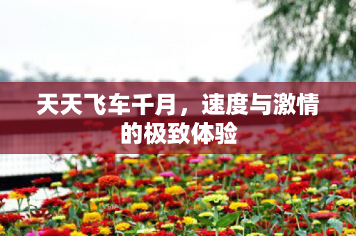 速度与激情的极致体验图片