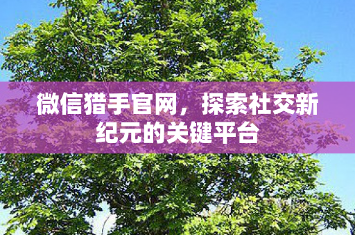 探索社交新纪元的关键平台图片