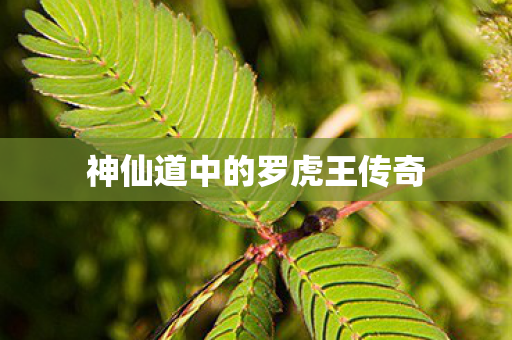 神仙道中的罗虎王传奇图片