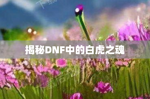 揭秘DNF中的白虎之魂图片