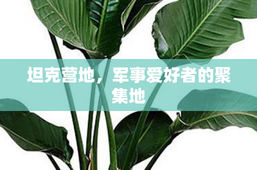 军事爱好者的聚集地图片
