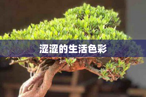 涩涩的生活色彩图片