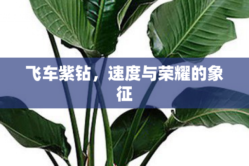 速度与荣耀的象征图片