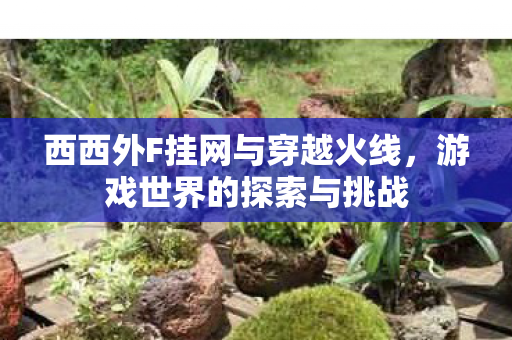 西西外F挂网与穿越火线图片