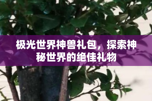 探索神秘世界的绝佳礼物图片
