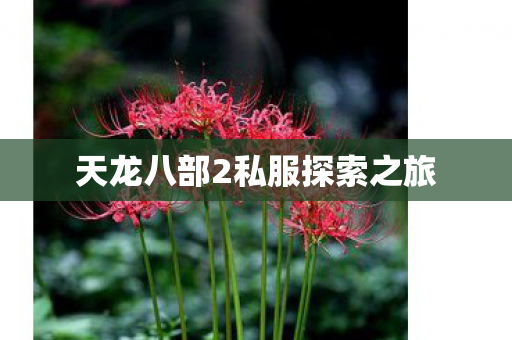 天龙八部2私服探索之旅图片
