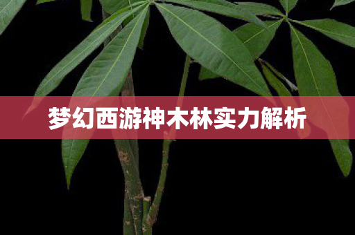 梦幻西游神木林实力解析图片