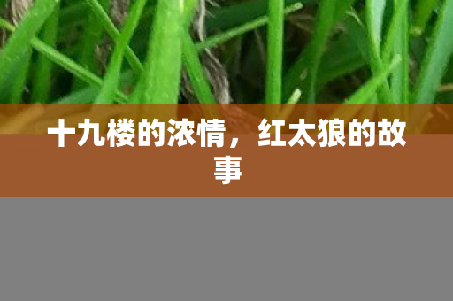 十九楼的浓情图片