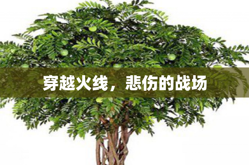 悲伤的战场图片