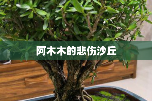 阿木木的悲伤沙丘图片