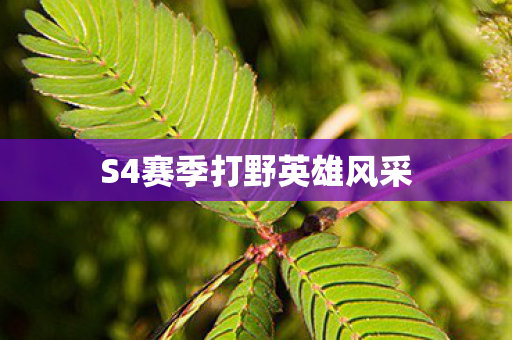 S4赛季打野英雄风采图片