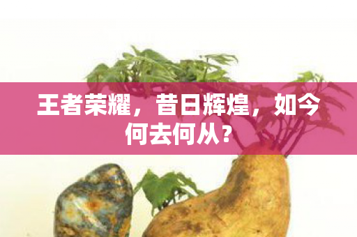 如今何去何从图片