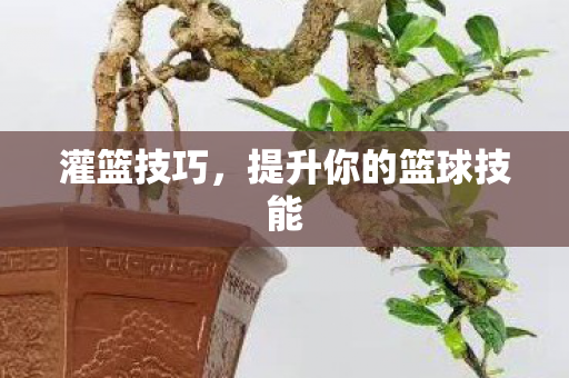 提升你的篮球技能图片