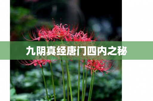 九阴真经唐门四内之秘图片