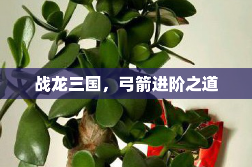 弓箭进阶之道图片