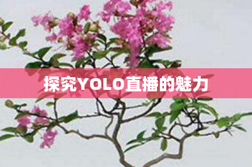 探究YOLO直播的魅力图片