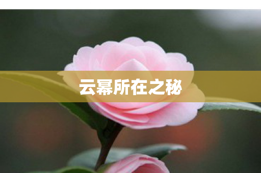 云幂所在之秘图片