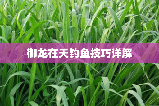 御龙在天钓鱼技巧详解图片