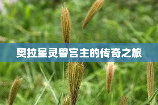 奥拉星灵兽宫主的传奇之旅图片