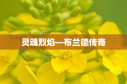 布兰德传奇图片
