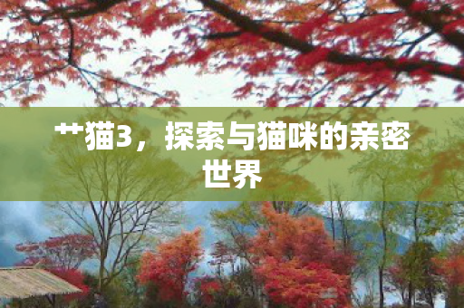 探索与猫咪的亲密世界图片