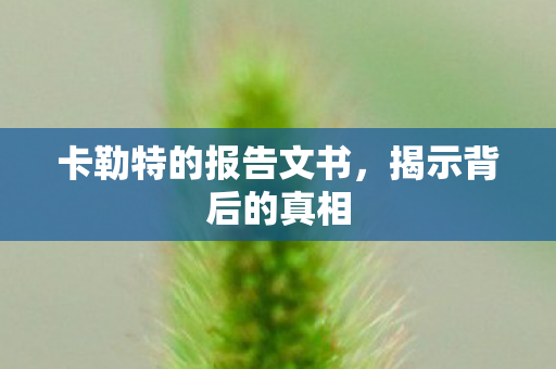卡勒特的报告文书图片