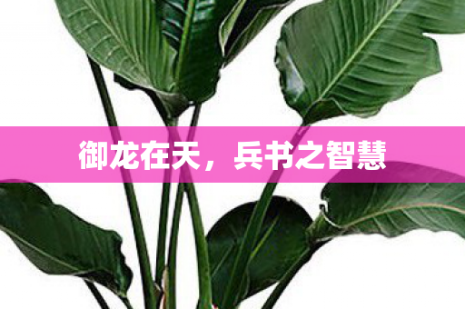兵书之智慧图片