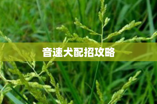 音速犬配招攻略图片