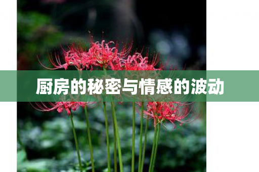 厨房的秘密与情感的波动图片